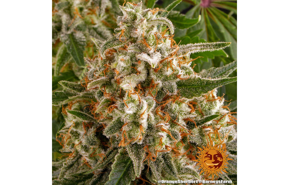 Orange Sherbert Fem 10 pk