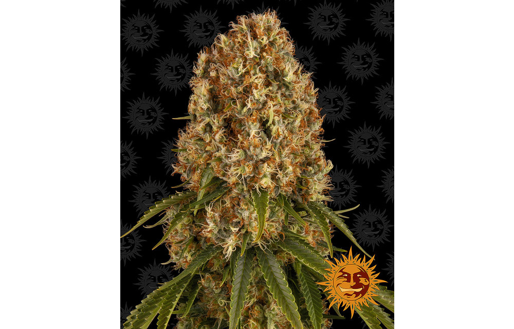 Orange Sherbert Fem 10 pk