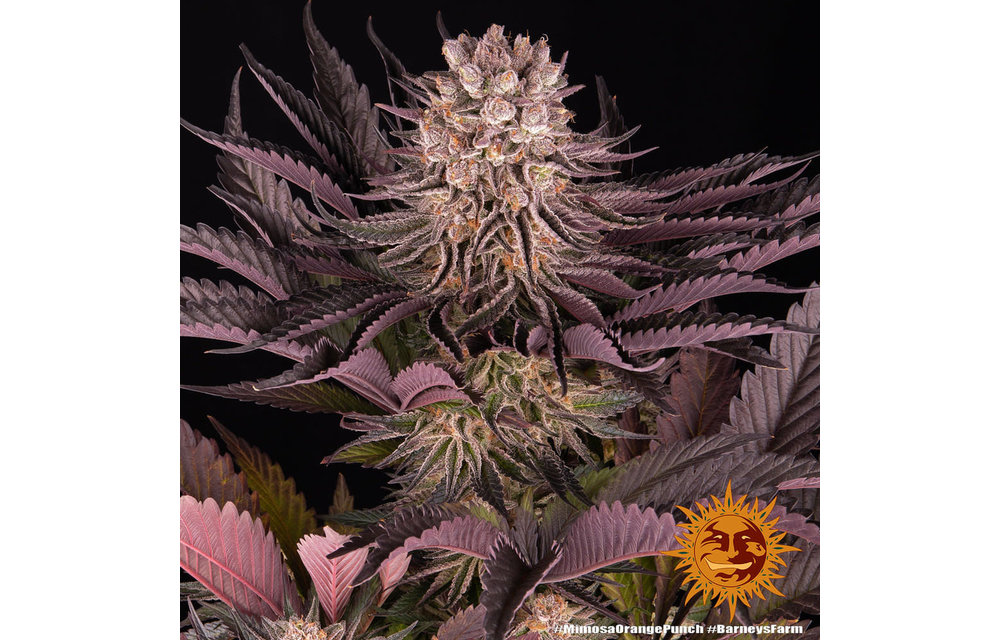 Mimosax Orange Punch Fem 3 pk