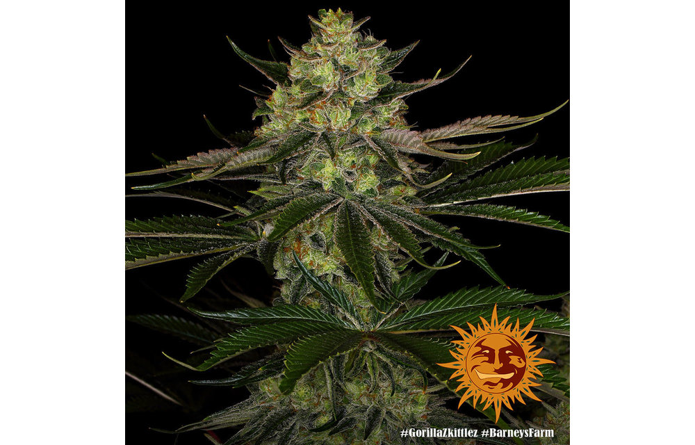 Gorilla Zkittlez Fem 3 pk