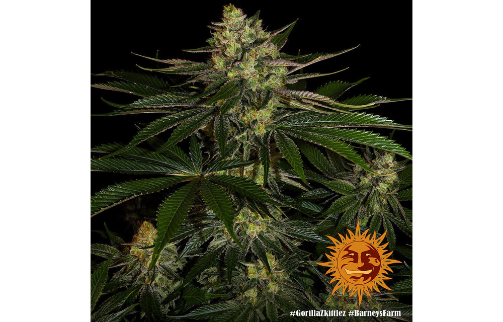 Gorilla Zkittlez Fem 3 pk