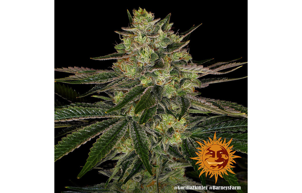 Gorilla Zkittlez Fem 3 pk