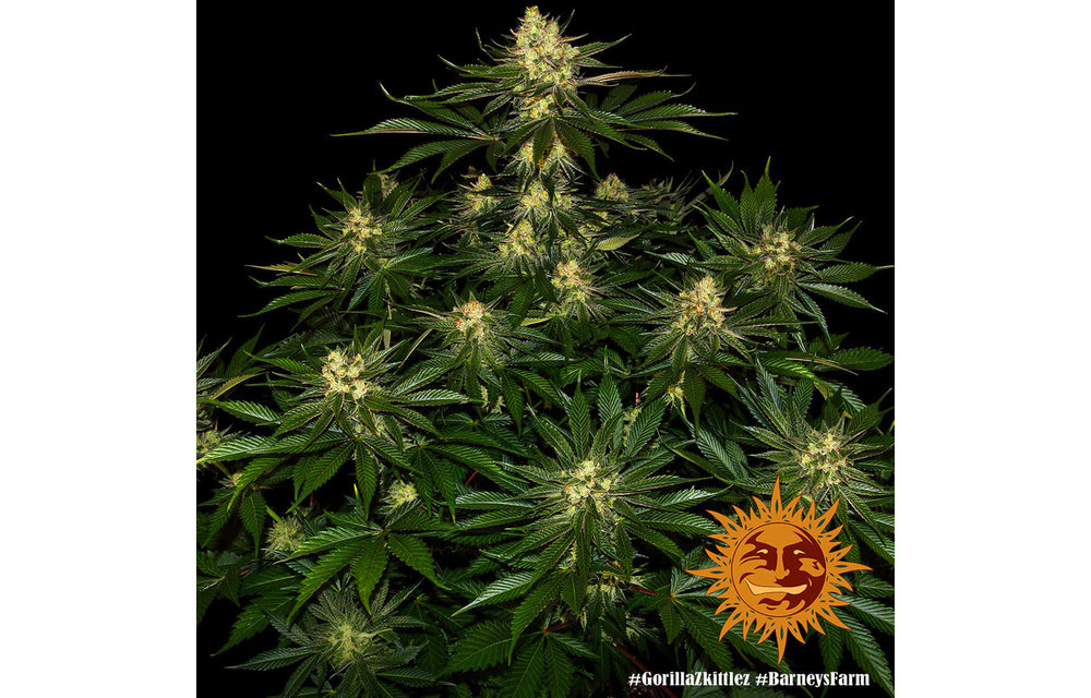 Gorilla Zkittlez Fem 3 pk