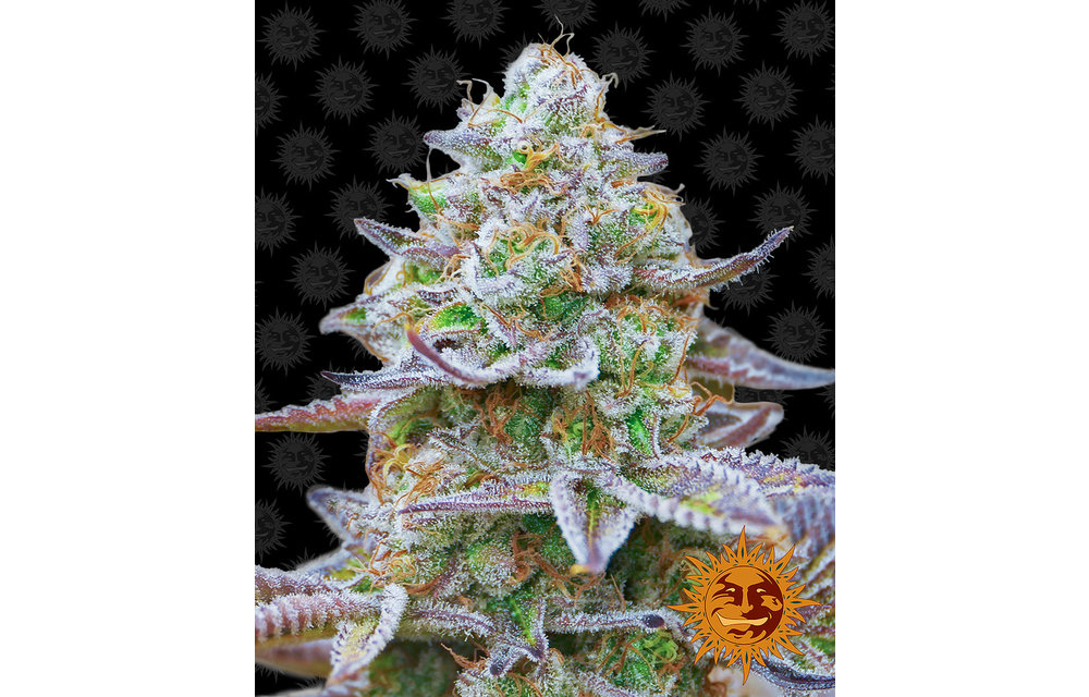 Gorilla Zkittlez Fem 3 pk