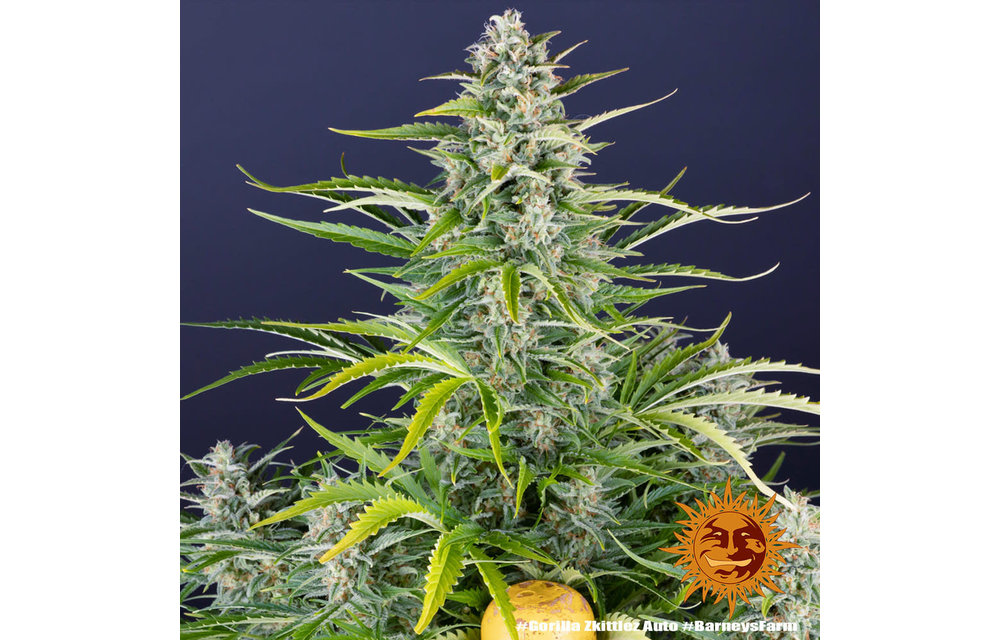 Gorilla Zkittlez Auto Fem 10 pk