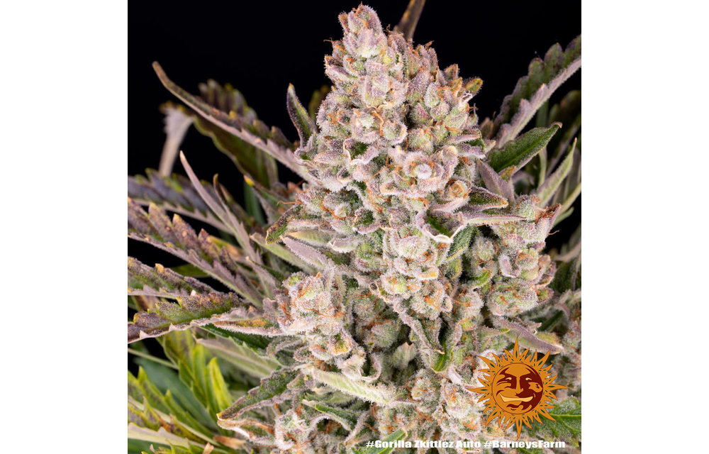 Gorilla Zkittlez Auto Fem 10 pk