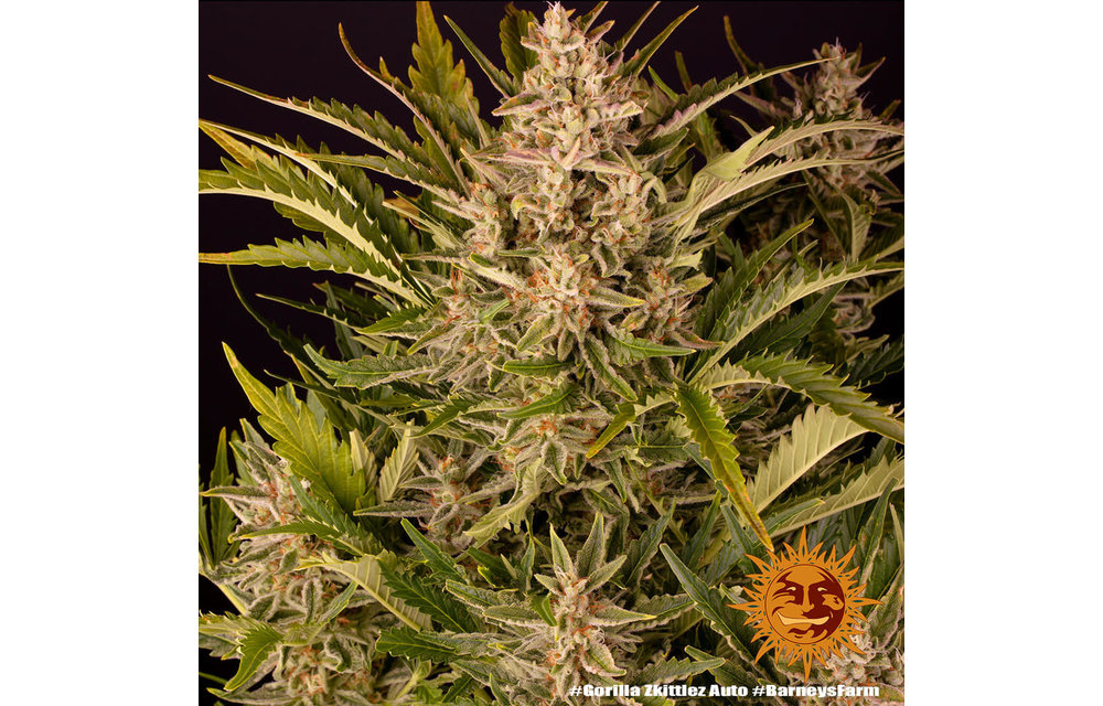 Gorilla Zkittlez Auto Fem 10 pk