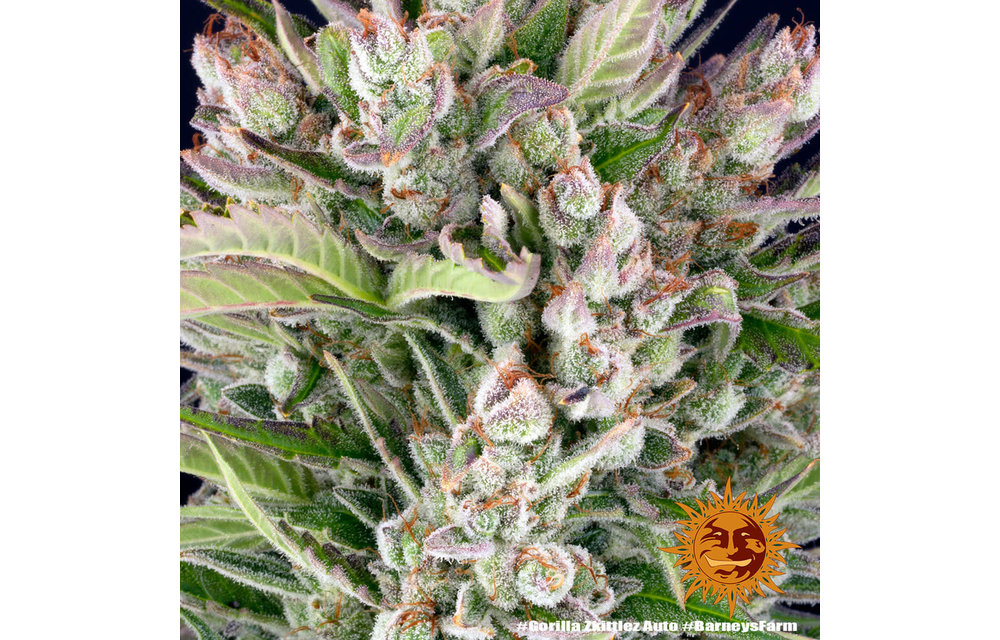 Gorilla Zkittlez Auto Fem 10 pk