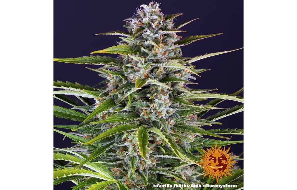 Gorilla Zkittlez Auto Fem 10 pk
