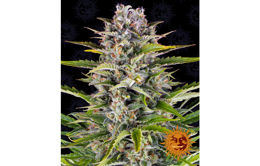 Gorilla Zkittlez Auto Fem 10 pk