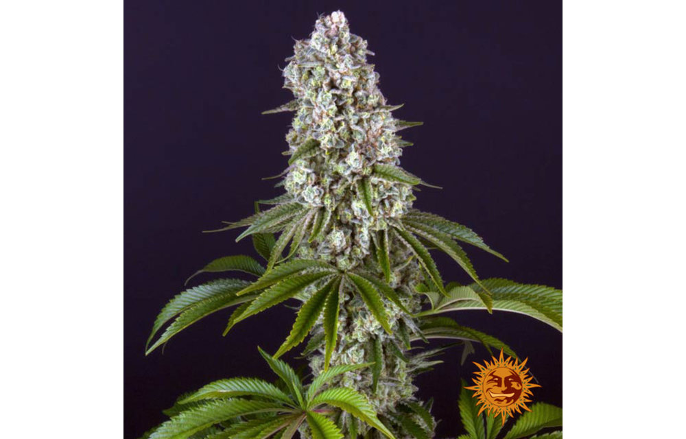 Tropicanna Banana Fem 3 pk