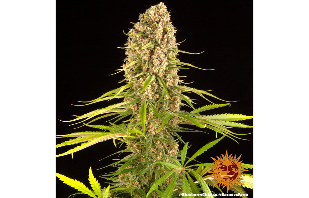 Blueberry Cheese Fem 10 pk