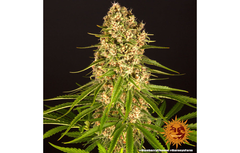 Blueberry Cheese Fem 10 pk