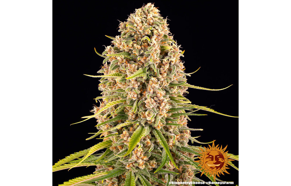 Blueberry Cheese Fem 10 pk