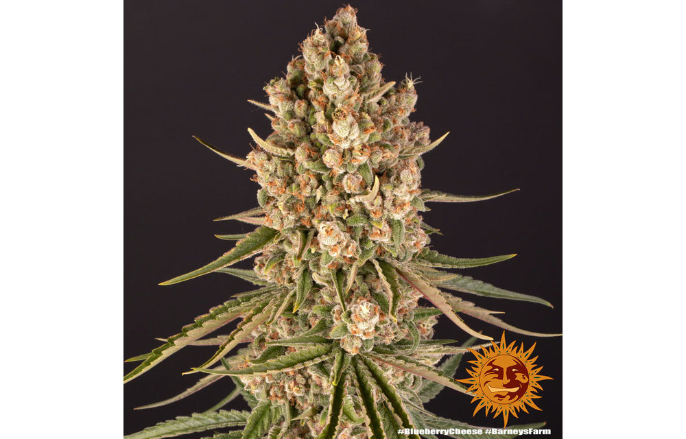 Blueberry Cheese Fem 10 pk