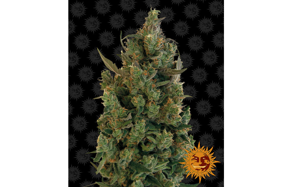 Blueberry Cheese Fem 10 pk