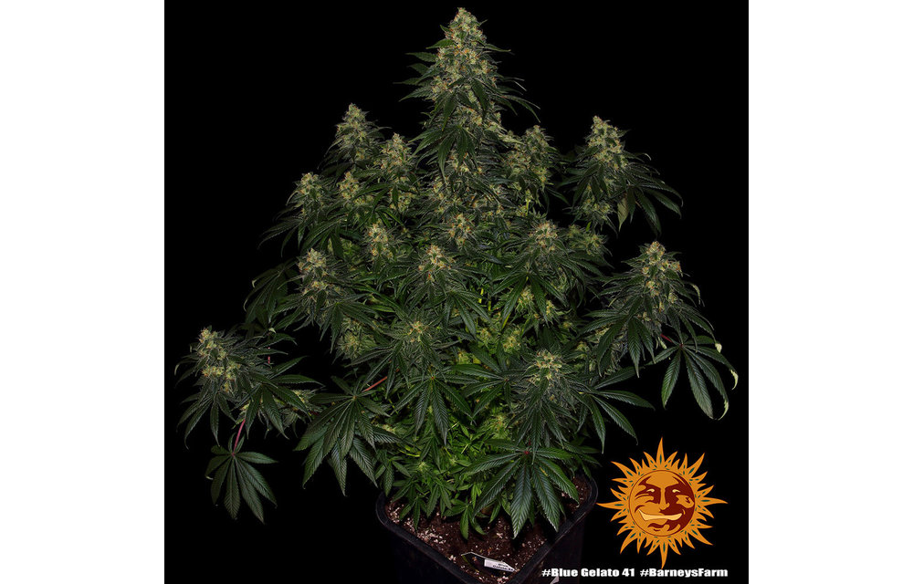 Blue Gelato 41 Fem 3 pk