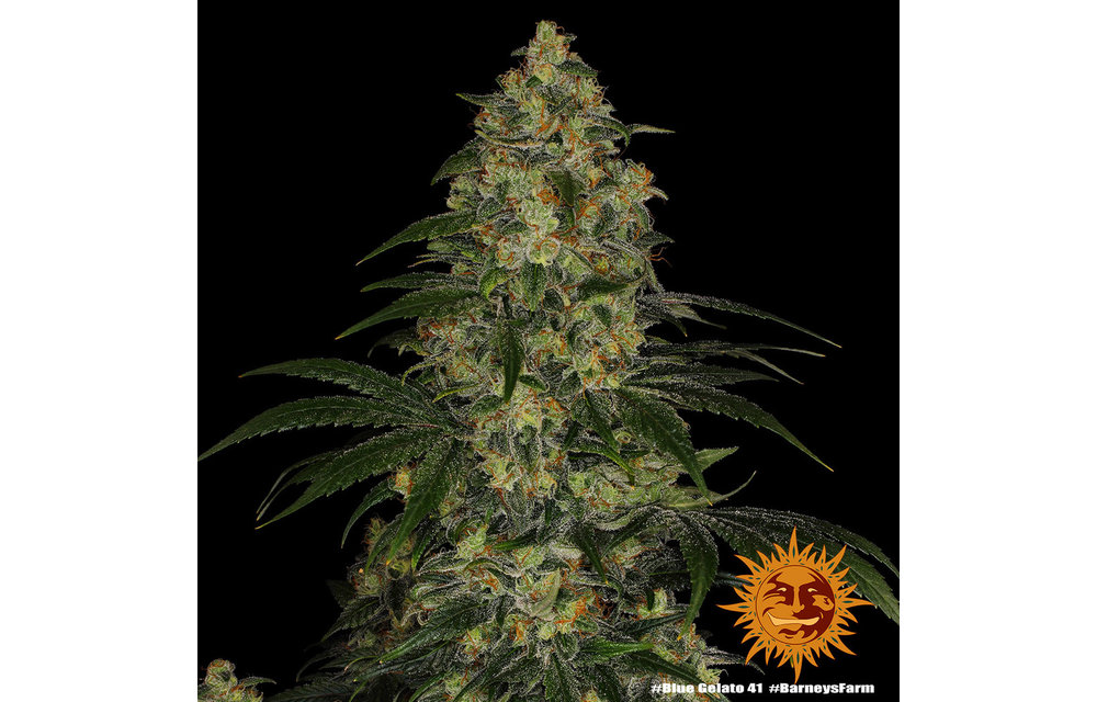 Blue Gelato 41 Fem 3 pk