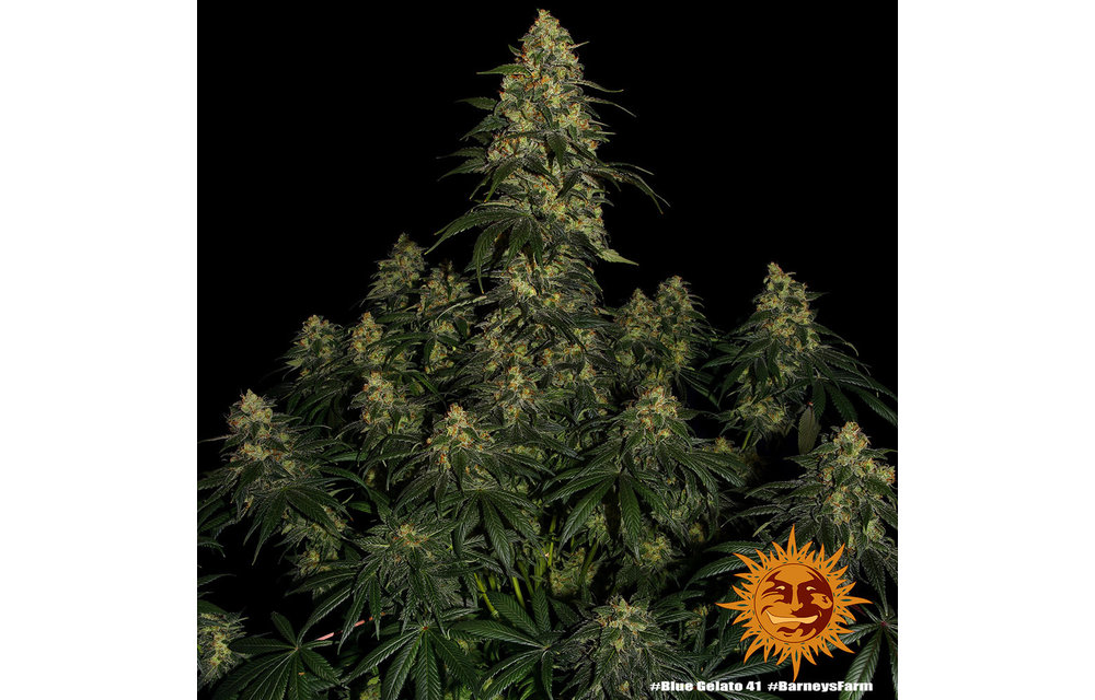 Blue Gelato 41 Fem 3 pk