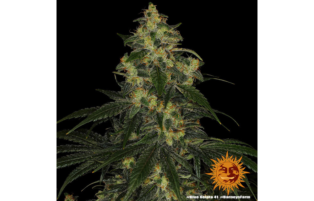 Blue Gelato 41 Fem 3 pk