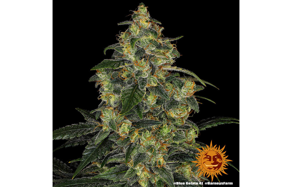 Blue Gelato 41 Fem 3 pk