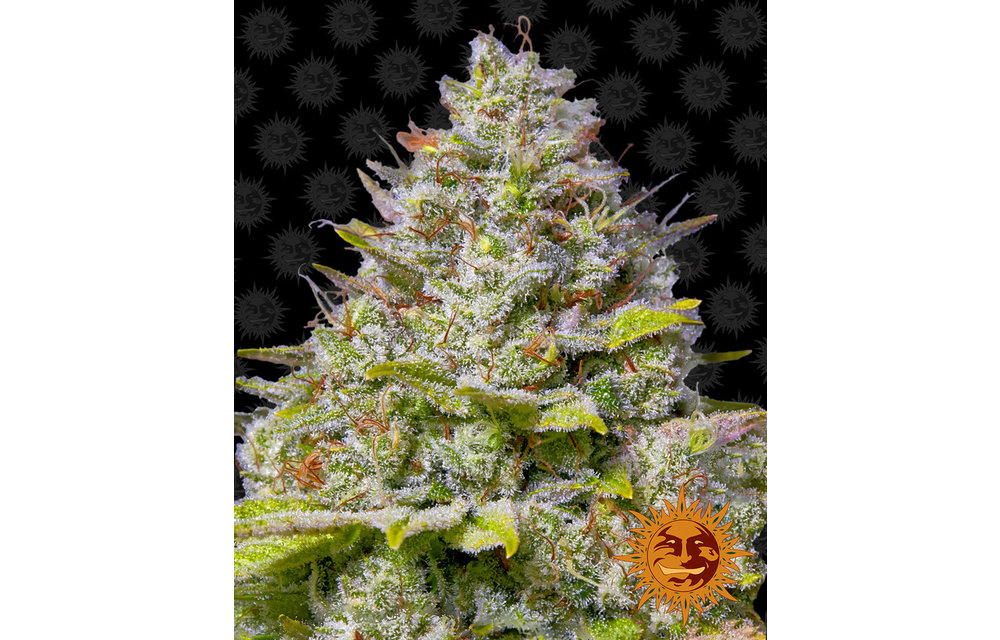 Blue Gelato 41 Fem 3 pk