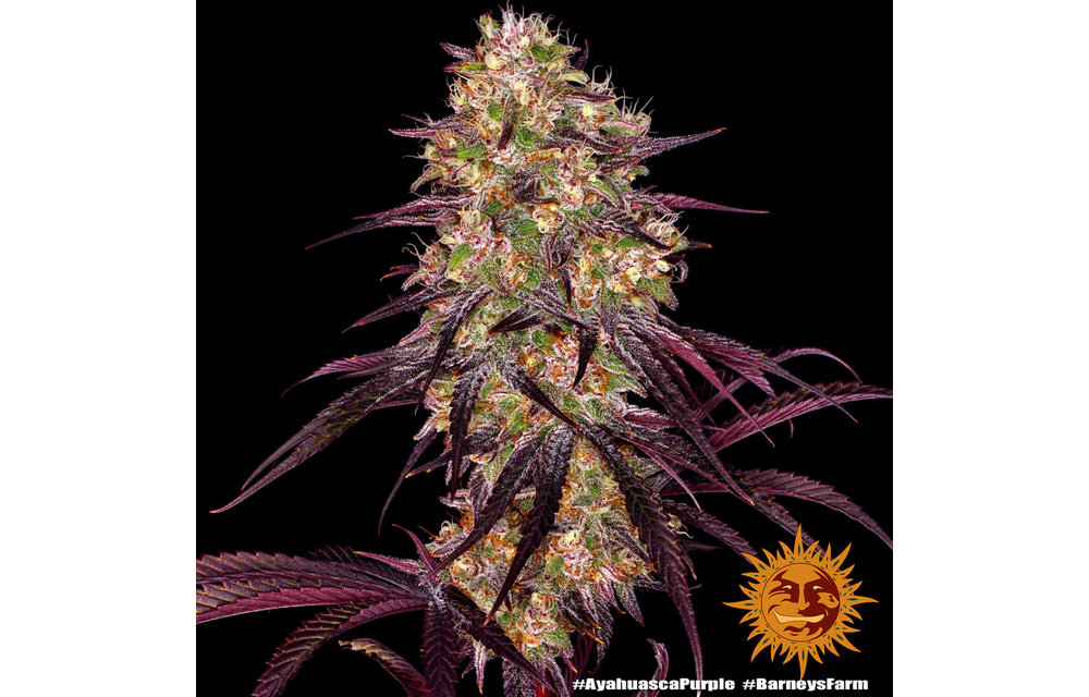 Ayahuasca Purple Fem 3 pk