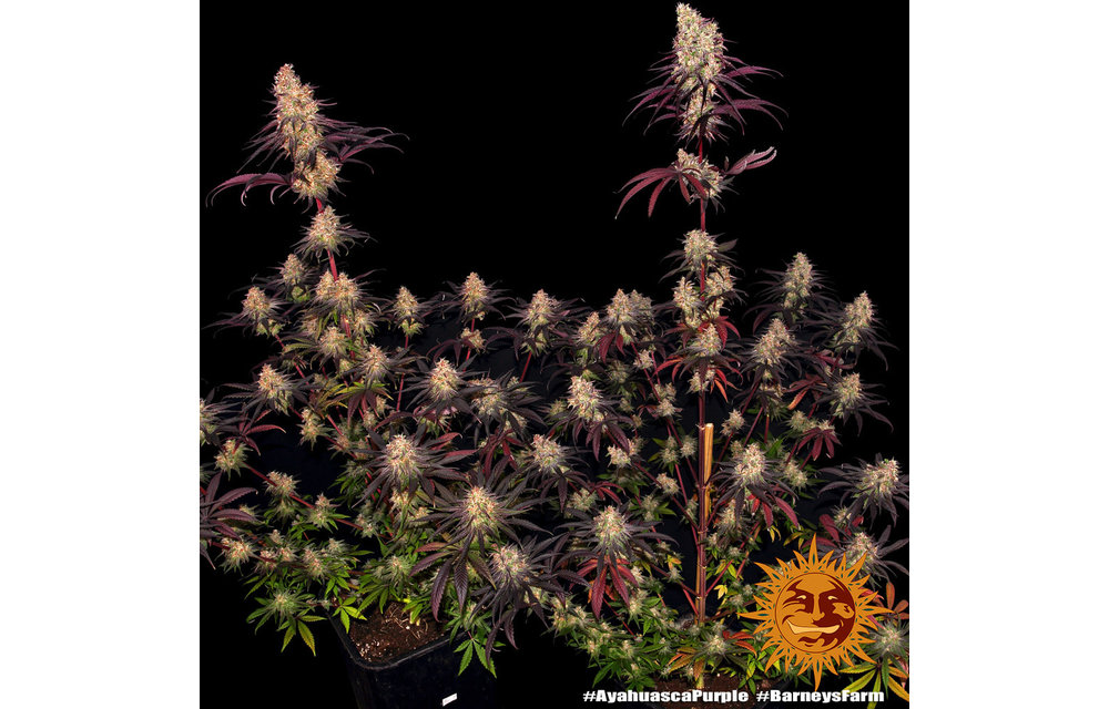 Ayahuasca Purple Fem 3 pk
