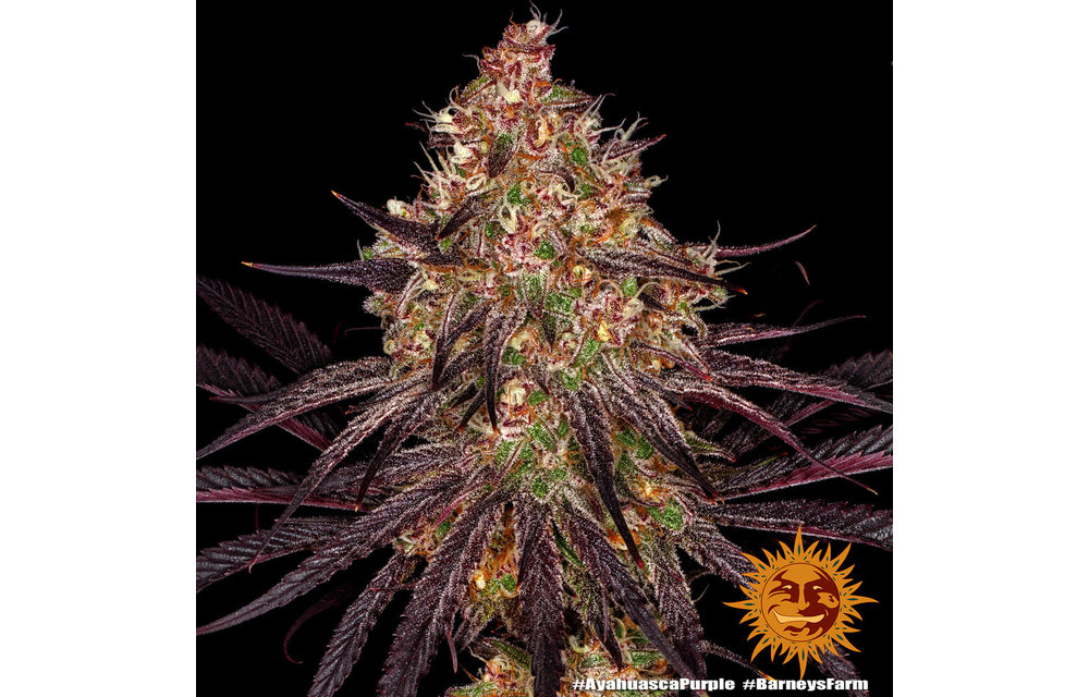 Ayahuasca Purple Fem 3 pk