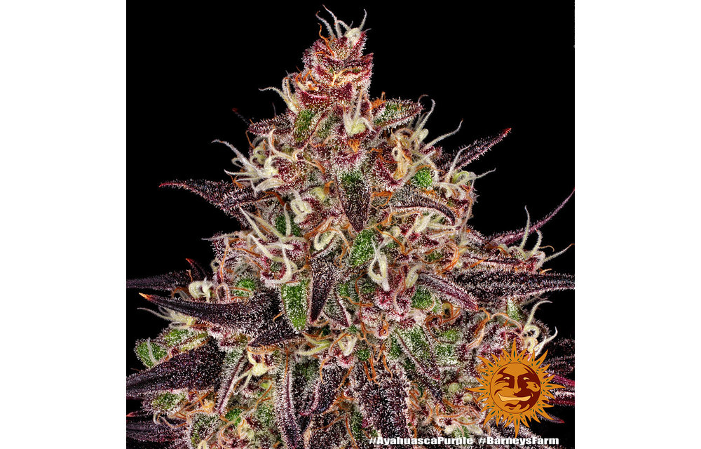 Ayahuasca Purple Fem 3 pk