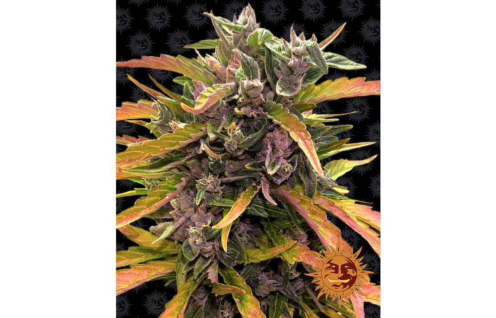 Gorilla Glue Auto Fem 5pk
