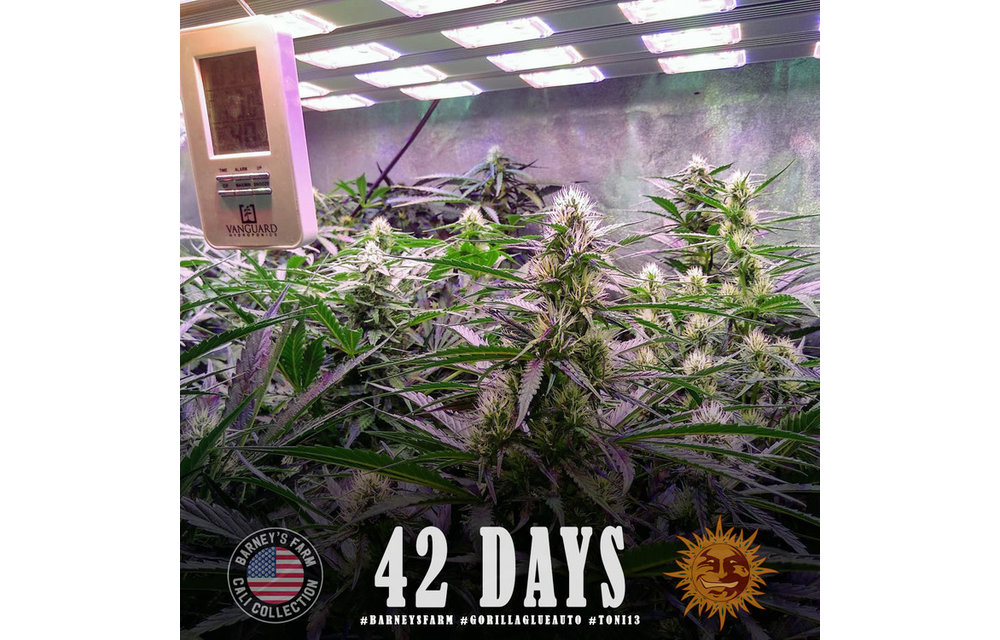 Gorilla Glue Auto Fem 5pk