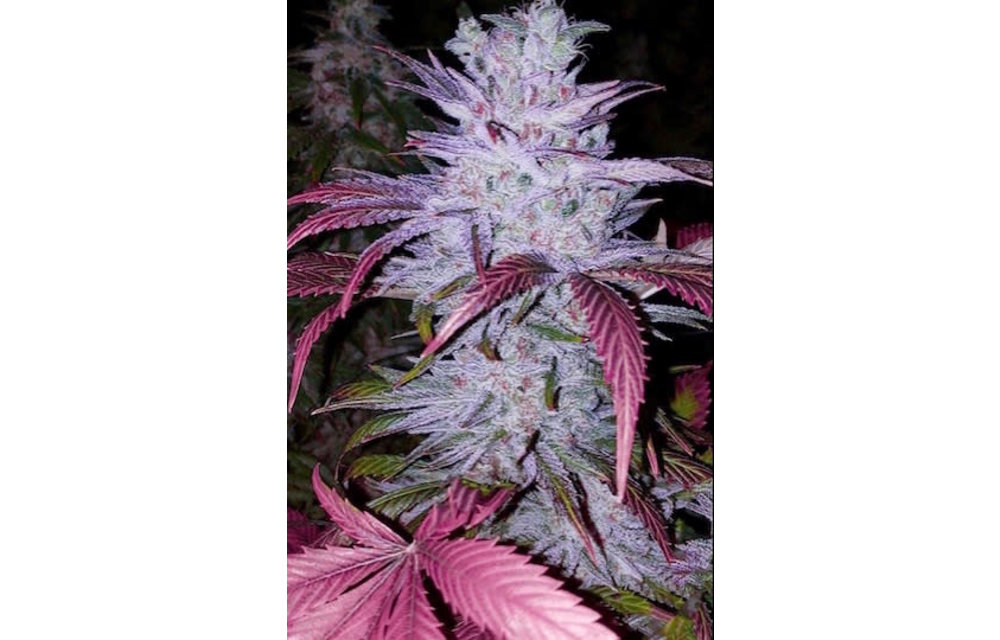 Ethos Genetics Early Lemon Berry Fem 10 pk