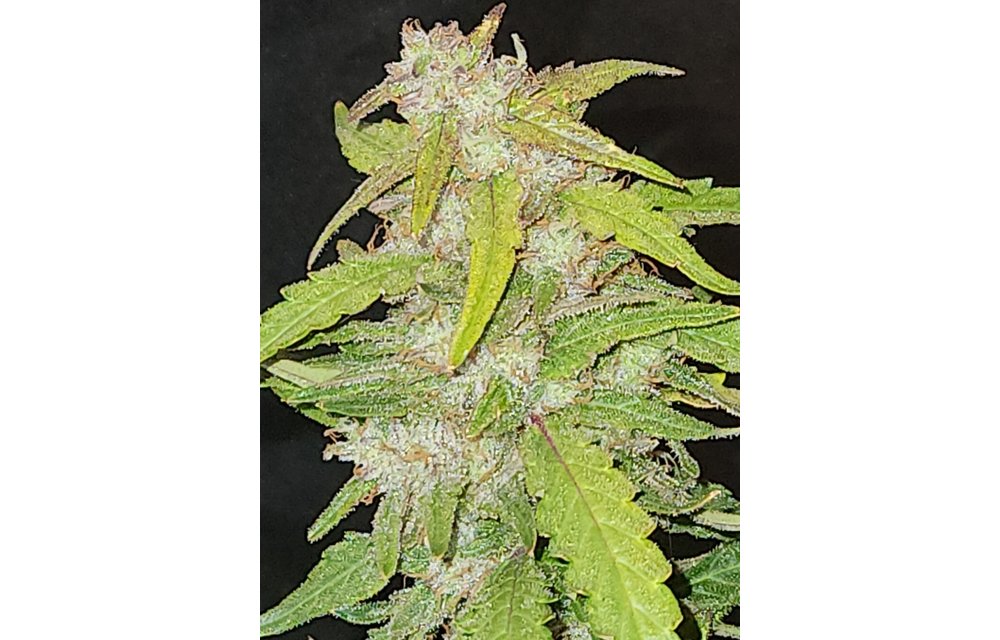 Jean-O's Genetics Cream Cheese Auto Fem 3 pk