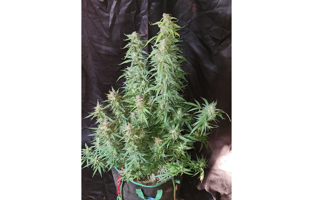 Jean-O's Genetics Cream Cheese Auto Fem 3 pk