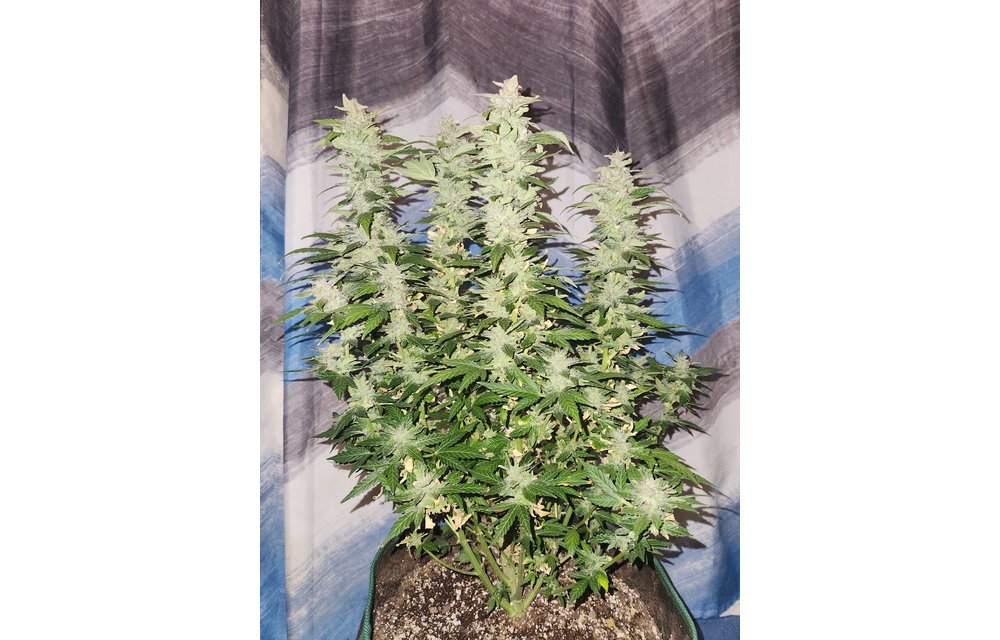 Jean-O's Genetics CBD Haze Auto Fem 3 pk