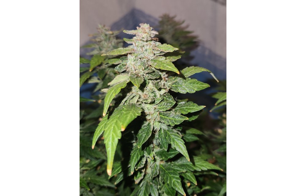 Jean-O's Genetics CBD Haze Auto Fem 3 pk
