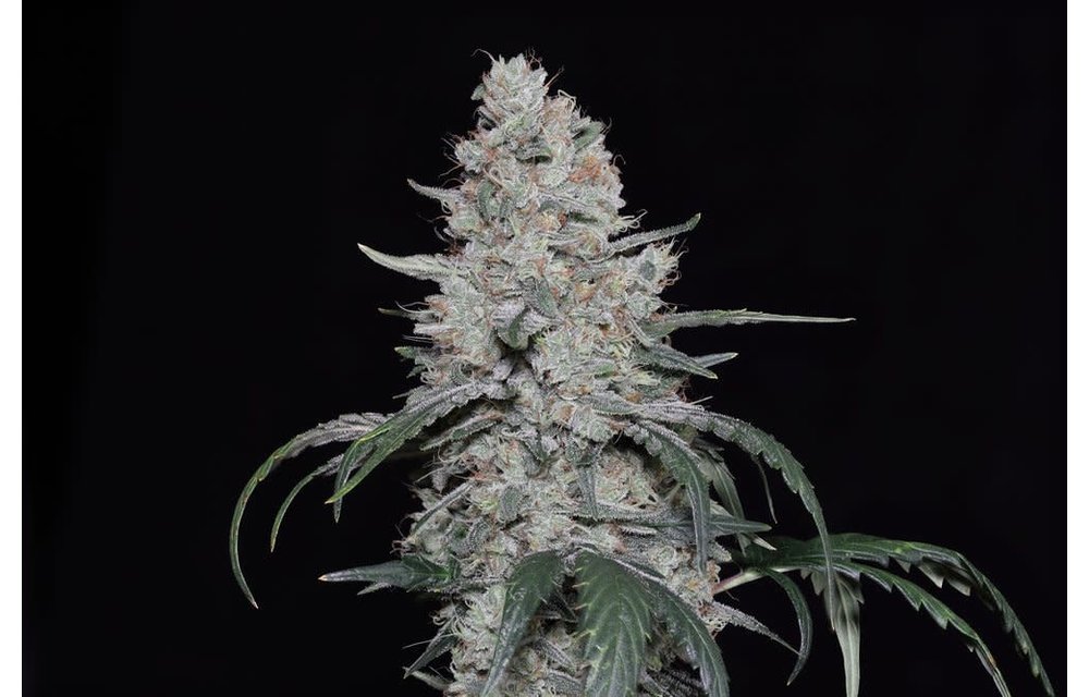 Knows Candy Auto Fem 6 pk