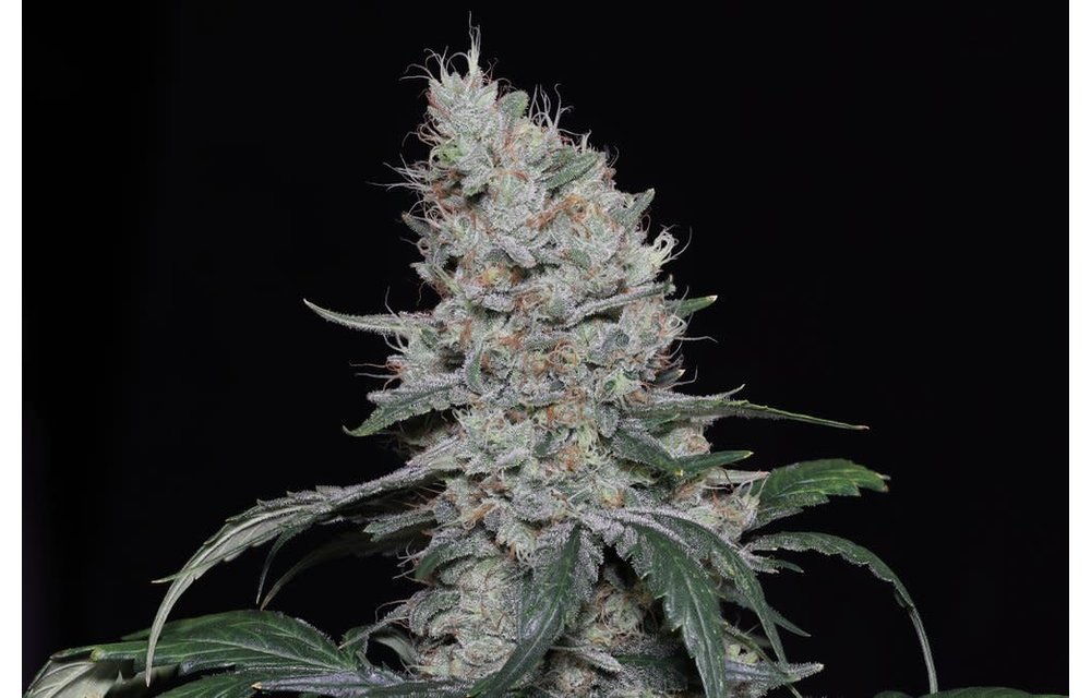 Knows Candy Auto Fem 6 pk