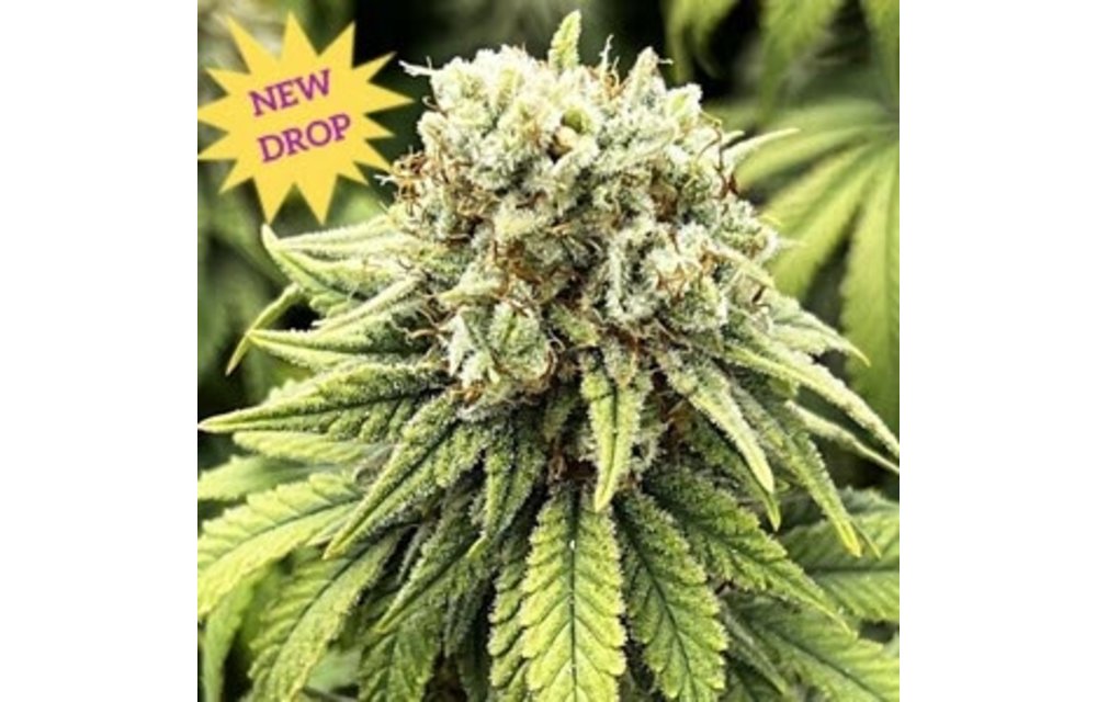 Mosca Seeds Indiana Bubble Gum BX Fem 6 pk
