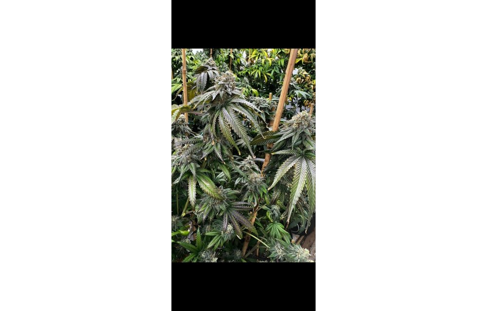 Mosca Seeds Supreme Planet Fem 6 pk