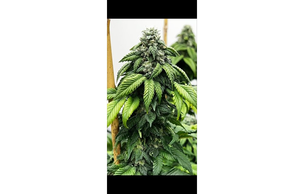 Mosca Seeds Pfunk! Fem 6 pk