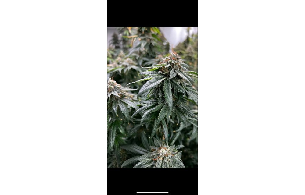 Mosca Seeds Planet Poop Fem 6 pk