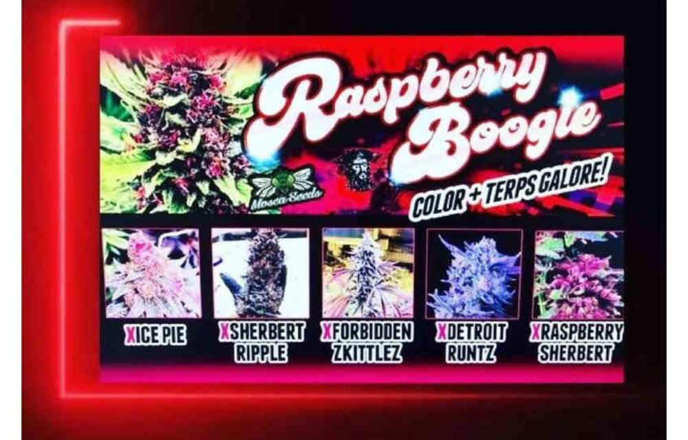 Mosca Seeds/Tiki Madman Box Set Fem 5 pks