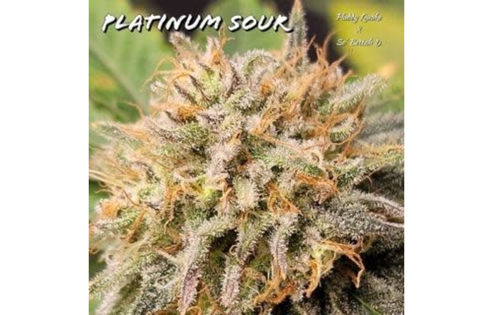Platinum Sour Reg 12 pk
