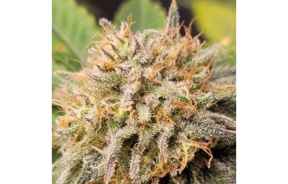 Platinum Sour Reg 12 pk