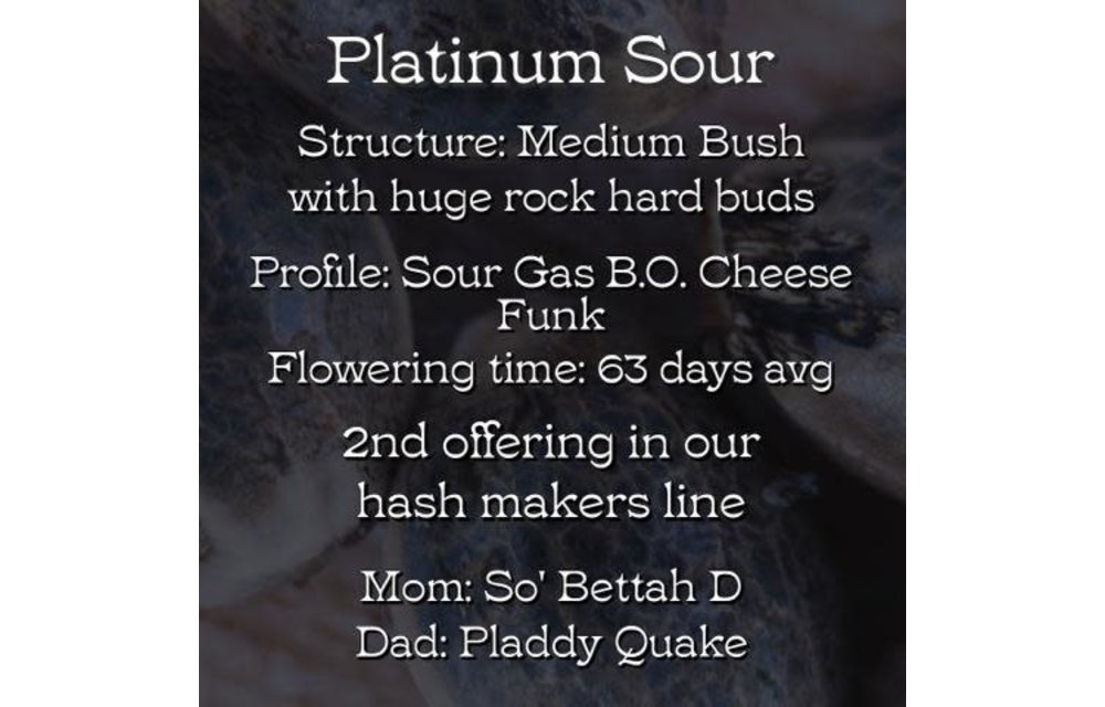 Platinum Sour Reg 12 pk