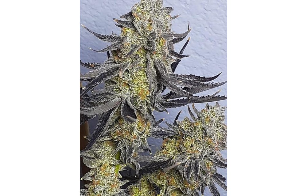 Koby's Organics Granddaddy's Rock Candy V2 Fem 10 pk