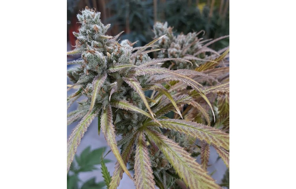 Koby's Organics Sweet Amnesia Haze Fem 10 pk