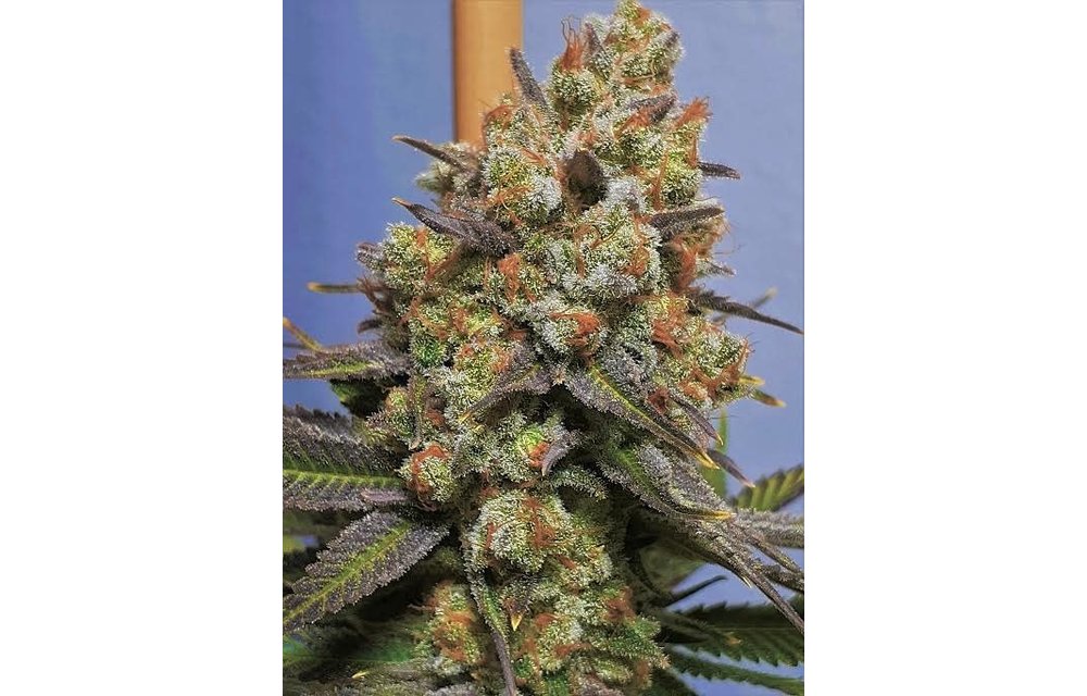 Koby's Organics Straight Jacket Fem 10 pk